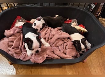 Boston Terrier Welpen