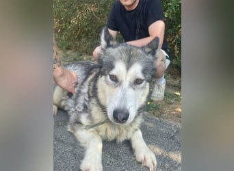 Maya, sanfte Malamute Hündin sucht liebevolle Menschen