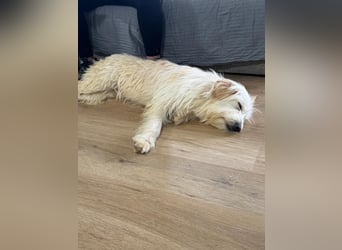 Lola, eine zauberhafte Hündin