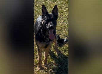Lieber Schäferhund Rüde