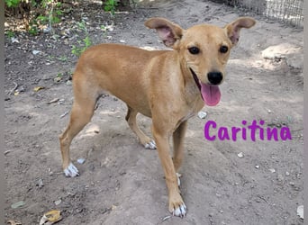Caritina 02/2024 (ESP) - bezaubernde Podenco-Mix Junghündin!