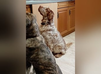 Zicco sucht sein Glück!