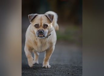 Kuno auf Pflegestellte in Köln