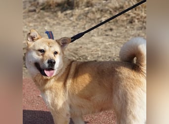 Tania,sanfte etwas schüchterne Shiba- MixDame,16 kg ,37 cm groß, ca. 5Jahre