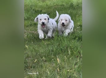 Spanische Wasserhund Welpen reinrassig