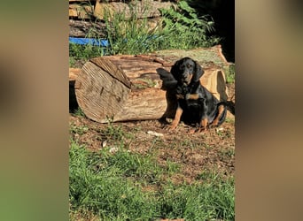 SSB Welpen,  Bracken Welpen