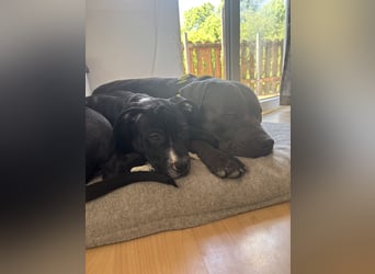 Amstaff Welpe