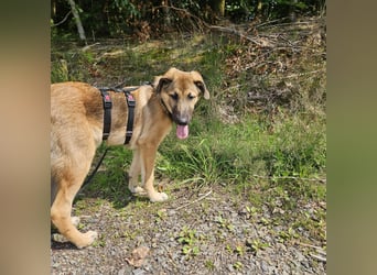 Leander,geb.02/25,lieber Hütehundmix sucht seine Familie,bereits auf PS in 57271 Hilchenbach