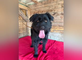 Bogi, Schnauzer-Mix, Hündin, geb. am 01.12.2023, 50 cm, 18,5 kg