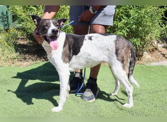 Nikita, Mix Labrador / Boxer, lieb und sozial