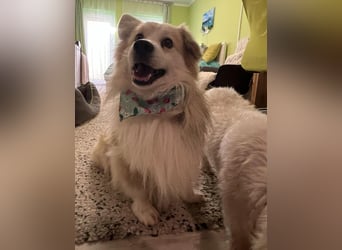 Joey SR - kleiner Kämpfer sucht sein Für-immer-Zuhause