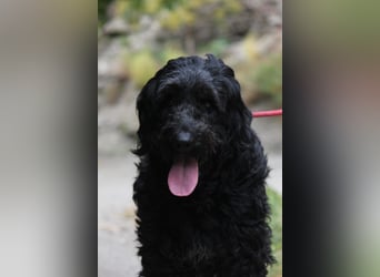 Nube sucht Kuschelpartner für's Leben