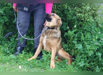 Bea, Mix Collie / Schäferhund, lieb und verträglich