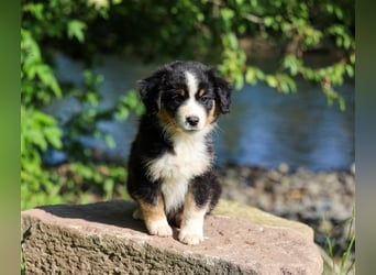 Mini American Shepherd (Showlinie) Mini Aussies