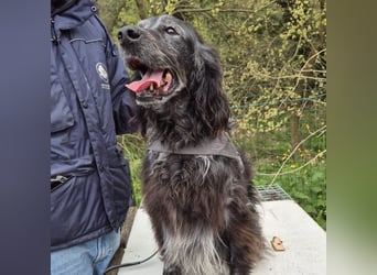 Blue - ruhiger, freundlicher Traumsetter
