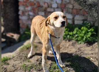 Mocca, geb. 04/2024, 42 cm, wünscht sich ein Körbchen