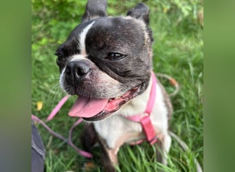 Venus - Klein, klug, kuschelig: Boston Terrier Lady auf der Suche nach Liebe ❤️