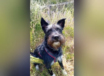 Süsse Phoebe sucht ihr Für-Immer-Zuhause!