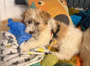 Zuckersüße Kuschelmaus sucht besonders tolles Zuhause – wartet in PLZ 57635