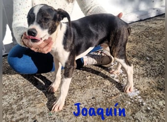 Joaquín 10/2024 (ESP Pflegestelle) - neugieriger und zärtlicher, kleiner Bodeguero-Mix Welpe!
