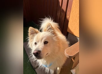 Mishka SR – sanfter Schneebär sucht ruhiges Zuhause