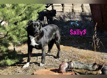 Sally3 geb. 04/2021 - sooo sanfte und verschmuste Hündin sucht liebevolle Menschen!