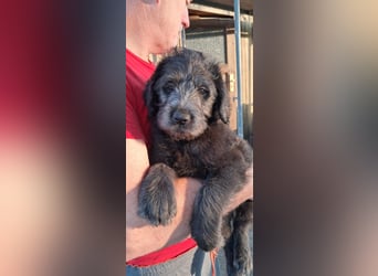 Labradoodle Welpen