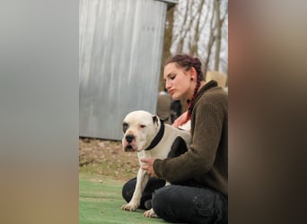 Bruce-DG, sanfter Dickkopf sucht warmes Zuhause!