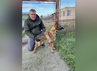 Masik  sucht Schäferhund Liebhaber