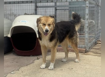 Stella Mischlingshündin ca. 3,7 Jahre alt in Griechenland