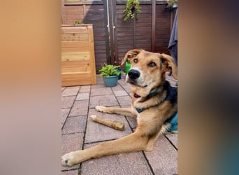 Dringend Pflegestelle oder neues Zuhause für Lemmy gesucht! (38820 Halberstadt)