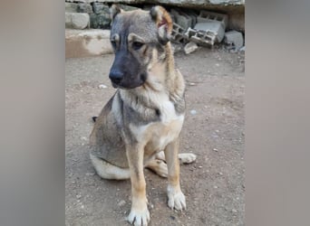 LILY❤️HSH-Mix-Hündin: eine echte Herzensbrecherin & sanfte Seele