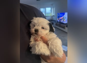 2 zuckersüße Maltipoo Welpen - Rüde und Hündin