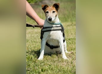 Pici-SI, Schmuse-Omi sucht dringend ein warmes Körbchen
