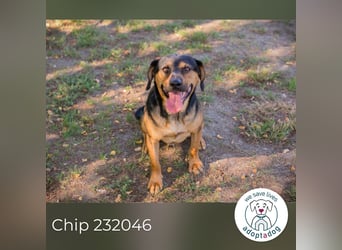 Chip 232046: Sucht ein Zuhause