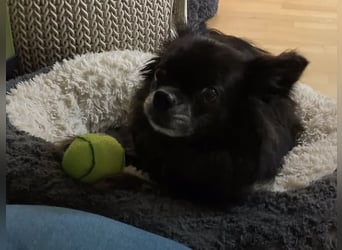 Tylor, menschenbezogen und katzenfreundlich