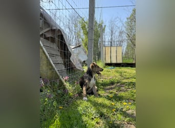 Ginny LM– Zarte Welpenhündin sucht geduldige Familie