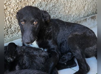 Jane ❤️ neugieres, liebes Hundemädchen