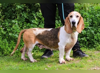 Bassant  - Basset Hound, lieb und verträglich
