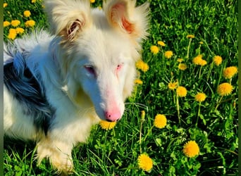 Alaska3 06/2024 (in Deutschland) - eine ganz besondere Border-Collie Hündin!