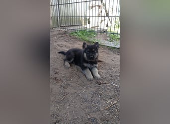 Osteuropäische Schäferhund Welpen