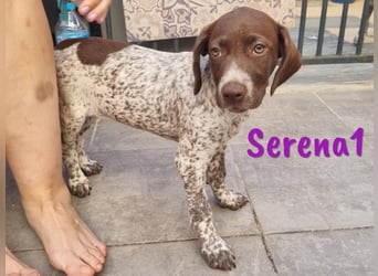 Serena1 geb. 04/2025 (ESP Pflegestelle) - sportliche und verschmuste, süße Bracke Welpin!