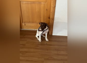 Chilli(PA) kleiner süßer Bube sucht dringend seine Familie