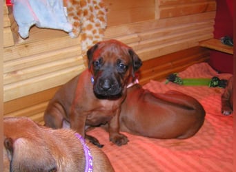 Rhodesian Ridgeback Welpen