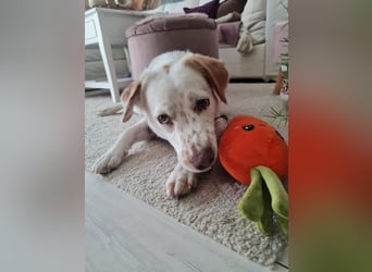 Lucy - in  12351 Berlin auf Pflegstelle