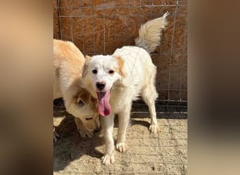 ⭐️SCIP⭐️, Rüde, 11 Monate, 35 cm, Mischling, Tierschutz