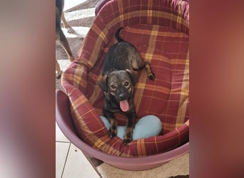 Offene, kinderliebe Eli sucht liebevolles Zuhause