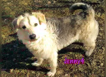 Jenny4 geb. 01/2018 - bezaubernde und super liebe, kleine Wuschelhündin!
