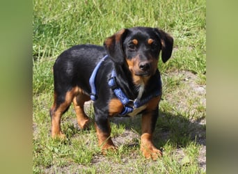 Amy - kleines kuschliges Körbchen gesucht