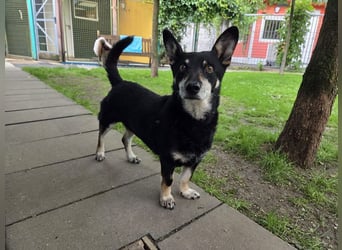 ♥LILA♥ neu auf Pflegestelle bei Köln - hübsche, ganz liebe kleine Hündin 35 cm